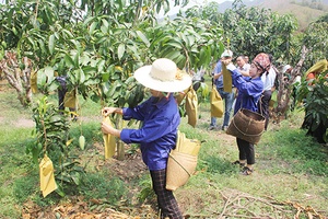 Yên Châu tập trung bao quả xoài phục vụ xuất khẩu