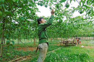 Cây chanh leo ở bản Dọi I