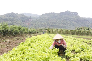 Sản xuất rau an toàn ở HTX dịch vụ nông nghiệp Mường Tấc