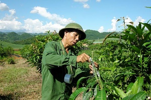 Trung tâm Giống cây trồng, vật nuôi, thủy sản Sơn La: Cung ứng giống cây ăn quả đảm bảo chất lượng cho nông dân