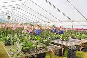 Hỗ trợ doanh nghiệp nhỏ và vừa phát triển