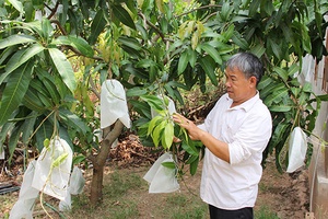 Năng động, sáng tạo biến đồi hoang thành vườn cây ăn quả