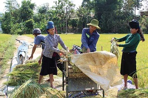 Chiềng Khoang vào vụ thu hoạch lúa xuân