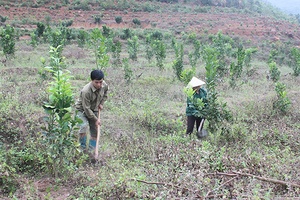 Xuân Nha chú trọng phát triển cây ăn quả