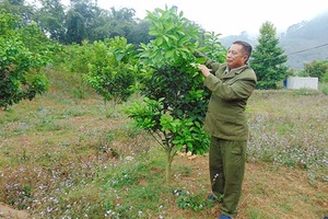 Triệu phú trồng cam ở bản Nà Mường