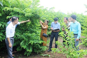 Phát triển mạnh vùng cây ăn quả ở Mai Sơn