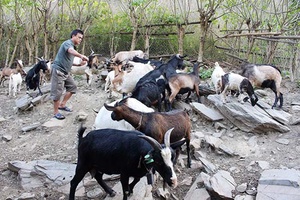 Diện mạo mới từ Nghị quyết 30a