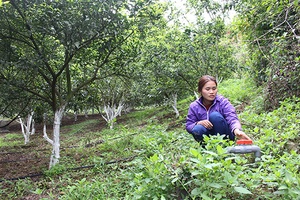 Phù Yên đẩy mạnh phát triển cây ăn quả