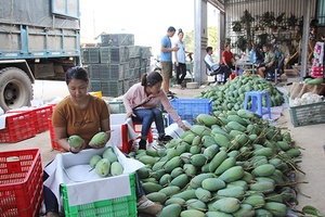 Sông Mã: Xuất khẩu 70 tấn xoài sang thị trường Trung Quốc