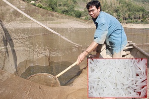 Mùa cá ngần trên sông Đà