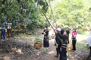 Yên Châu bảo tồn giống xoài tròn đặc trưng của địa phương