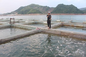 Tạo nguồn lực cho các HTX nông nghiệp hoạt động hiệu quả