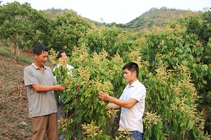 Sông Mã phát huy vai trò đội ngũ khuyến nông cơ sở