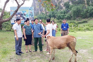 Thuận Châu: Trao bò giống cho gia đình chính sách hoàn cảnh khó khăn