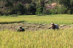 Nậm Lạnh được mùa vụ lúa xuân