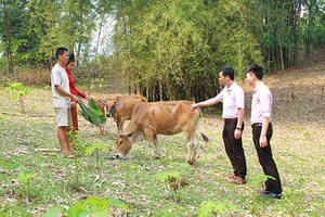 Phòng giao dịch Ngân hàng Chính sách xã hội huyện Thuận Châu: "Đòn bẩy" giúp người dân thoát nghèo bền vững