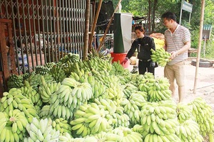 Nâng cao giá trị, khẳng định thương hiệu chuối Yên Châu