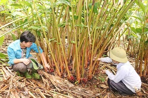 Cây thảo quả ở bản Tảo Ván