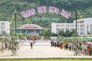 Sắc thắm hoa lan trên thảo nguyên xanh