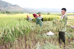 Sông Mã tập trung thu hoạch lúa chiêm xuân