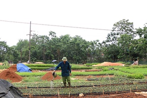 Phù Yên chuẩn bị các điều kiện phục vụ trồng rừng