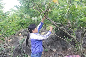 Cò Nòi khai thác hiệu quả tiềm năng, thế mạnh địa phương