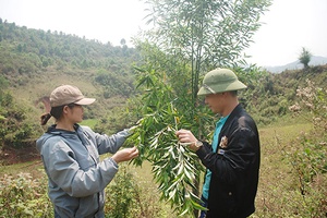 Sản xuất tinh dầu từ quả màng tang