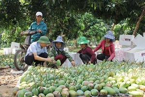 Xây dựng thương hiệu nông sản an toàn Mường La