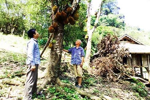 Cây mít ở Hua Păng