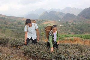 Đoàn viên năng động phát triển kinh tế