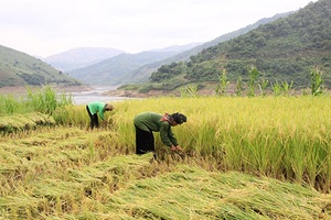 Tà Ỉu được mùa ruộng bán ngập