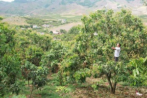 Yên Châu tập trung chăm sóc diện tích nhãn niên vụ 2019