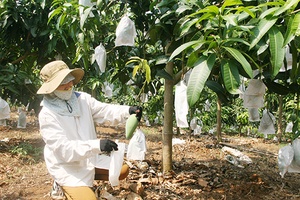 Toàn tỉnh trồng mới gần 1.100 ha cây ăn quả trên đất dốc