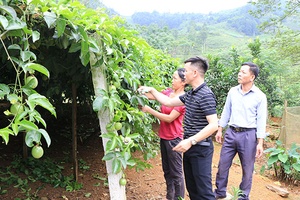 Giải pháp sản xuất, tiêu thụ chanh leo ở Phù Yên: Thắt chặt mối liên kết doanh nghiệp - HTX - hộ nông dân