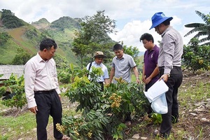 Kiểm tra tiến độ sinh trưởng, phát triển của một số giống xoài, nhãn tại huyện Thuận Châu