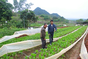 Hợp tác xã Dịch vụ phát triển nông nghiệp 19/5: Gắn sản xuất bền vững với du lịch trải nghiệm