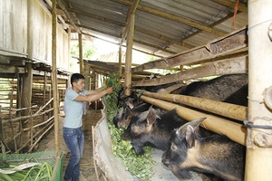 Hỗ trợ nông dân phát triển sản xuất