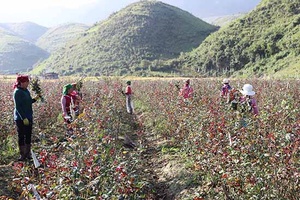 Hỗ trợ thúc đẩy hợp tác xã phát triển