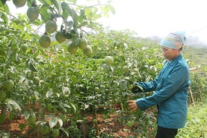 Mộc Châu - Người nghèo không bị bỏ lại phía sau Kỳ 2: Khi chủ trương đi vào cuộc sống