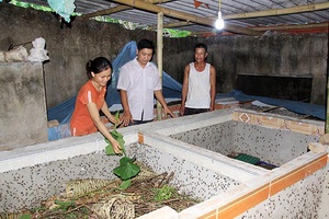 Mô hình nuôi dế thương phẩm ở Mường Khoa