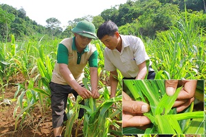 Thuận Châu nguy cơ thất thu ngô vì sâu keo