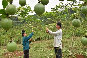 Sốp Cộp thực hiện tốt công tác dân tộc