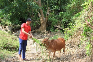 Phát triển chăn nuôi đại gia súc ở xã vùng hồ