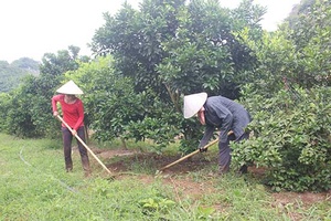 Mai Sơn: Trồng mới trên 1.000 ha cây ăn quả các loại