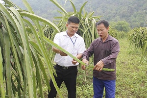 Cây thanh long ruột đỏ ở bản Đông