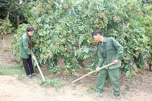 Sông Mã tập trung thâm canh vùng nhãn