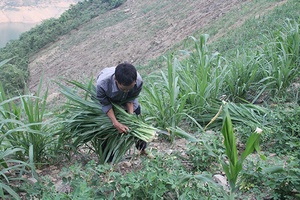 Mường La phát triển chăn nuôi gia súc theo hướng bền vững