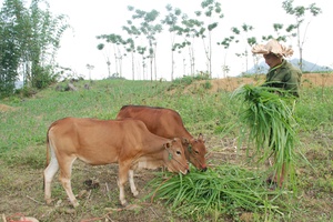 Liên Hòa nỗ lực vượt khó