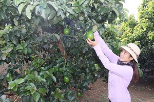 Cây bơ trên cao nguyên Mộc Châu