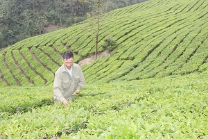 Tô Múa thực hiện nhiều giải pháp nâng cao thu nhập cho người dân